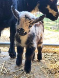How to Keep Your Homestead Organized Image